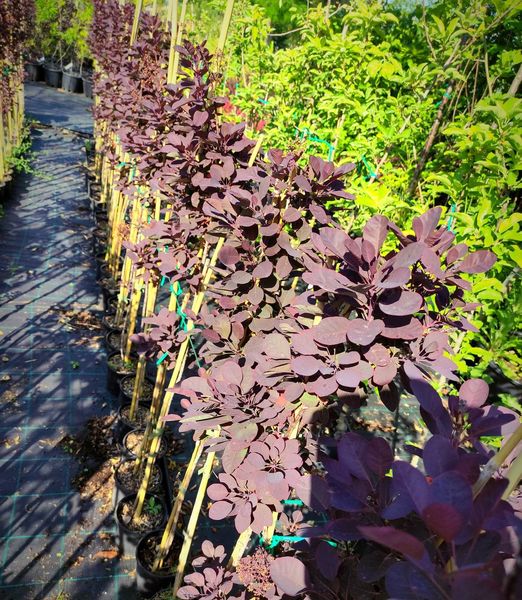 Cotinus coggygria 'Royal Purple' 50cm kmeň